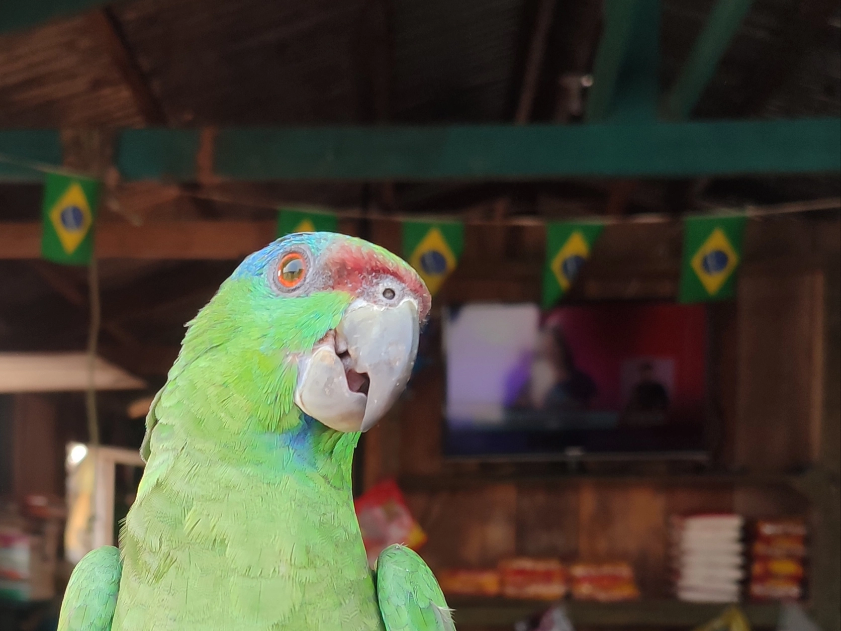 Papagaio de plumagem verde, fauna amazônica