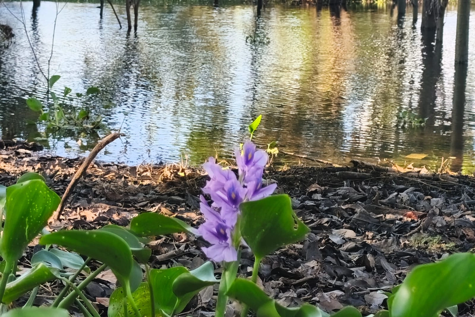 Flor de aguapé sobre a água