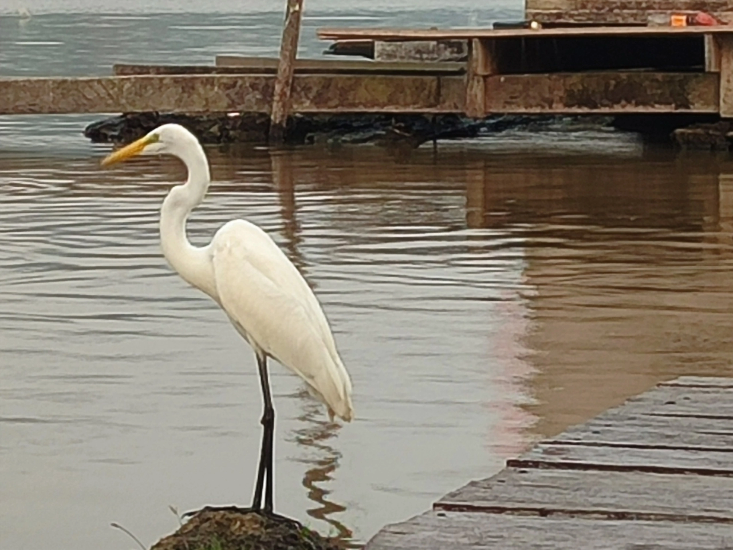 Garça-branca à beira do rio