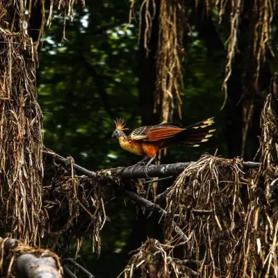 Cigana (hoatzin), ave símbolo dos igapós amazônicos, pousada na vegetação
