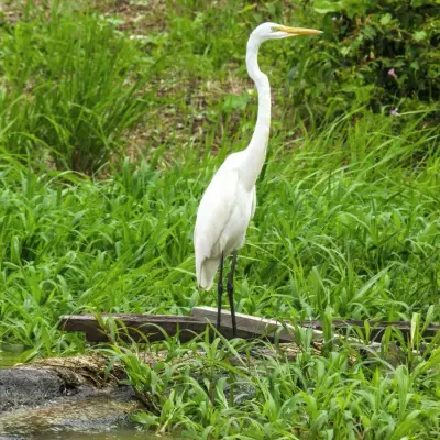 Garça-branca em repouso na margem alagada