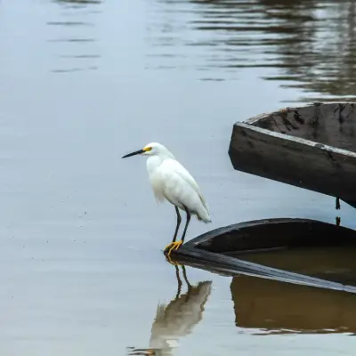 Garça pousada sobre uma canoa ancorada, refletida na água parada