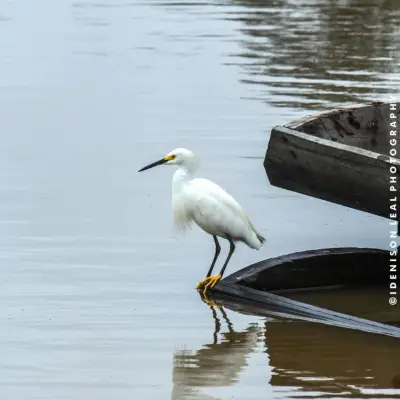 Garça e canoa refletidas na água
