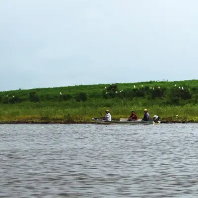 Canoa junto à margem onde as garças se reúnem
