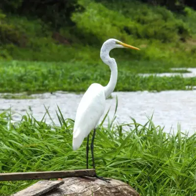 Garça entre a vegetação da margem