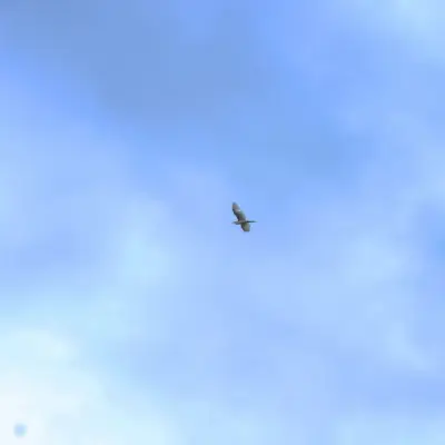 Ave em voo sobre o lago