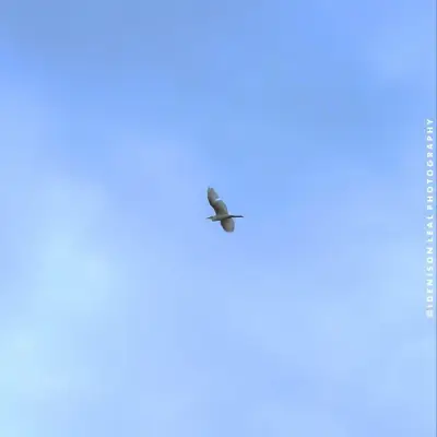 Ave cruzando o céu azul da reserva