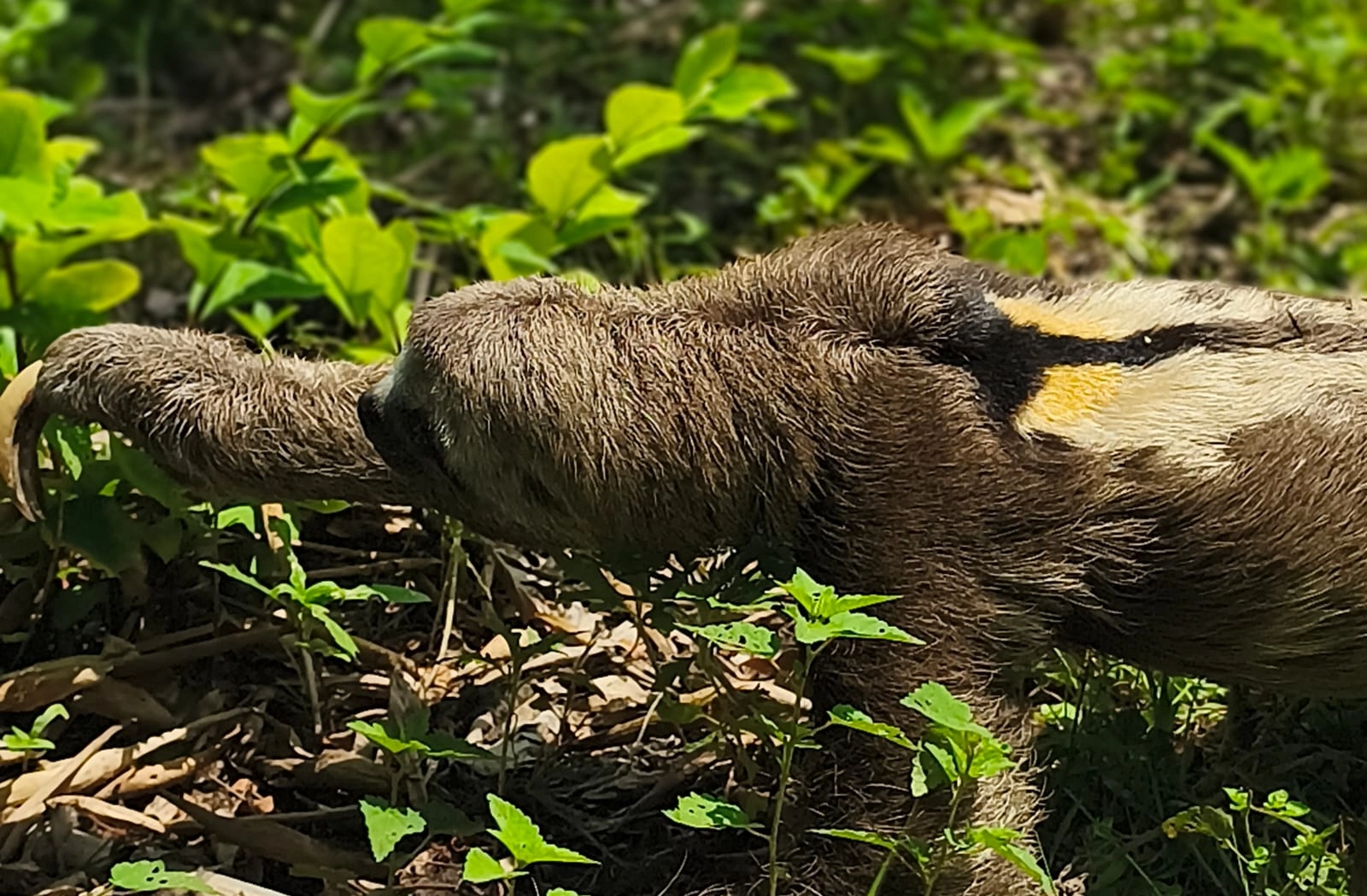 Preguiça na vegetação da floresta amazônica
